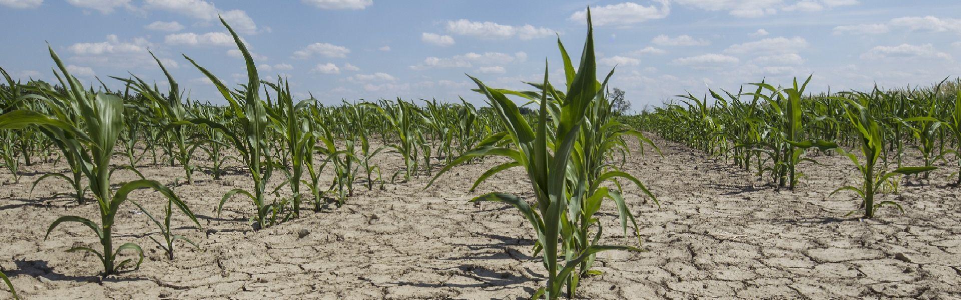 dry corn field with young corn plants